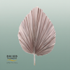 Dried Bleached Palmetto Xl Rose Gold