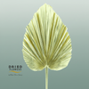 Dried Bleached Palmetto Xl Gold