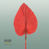 Dried Bleached Palmetto Red