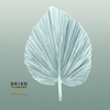 Dried Bleached Palmetto Xl Silver