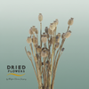 Dried Papaver Natural