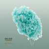 Dried Bleached Hydrangea Tower Tiffany Xxl