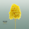 Dried Bleached Hydrangea Tower Yellow Xxl