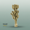 Dried Bleached Phalaris Golden