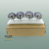 Dried Bleached Dandelion Stardust Box