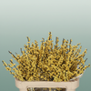 Ilex Berry Magical Citronel