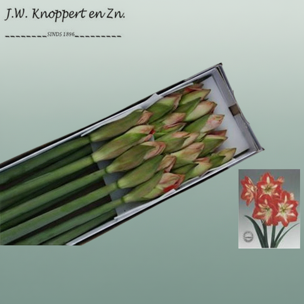 Amaryllis Minerva