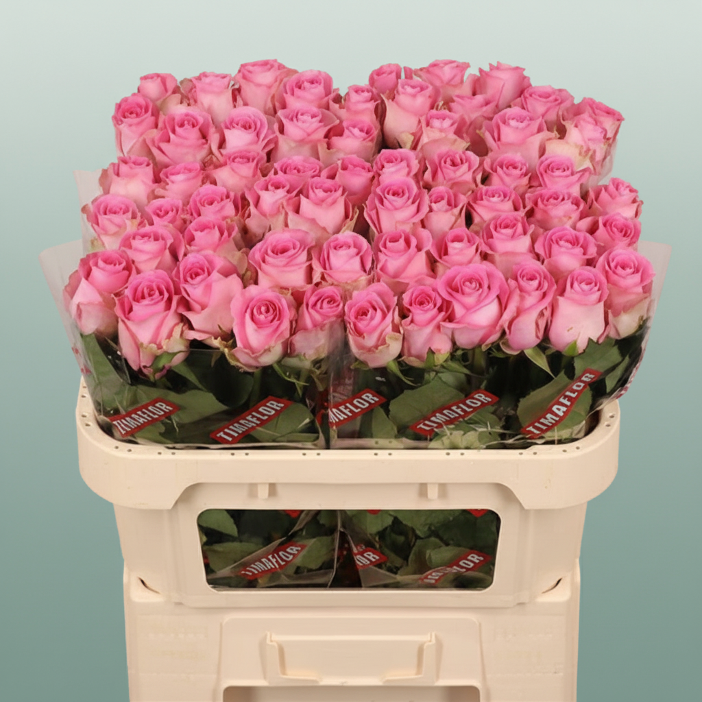 Rose Revival