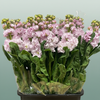 Matthiola Iron Cherry Blossom
