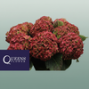 Hydrangea Classic Royal Anastasia