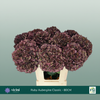 Hydrangea Classic Magical Ruby Red Dark