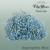 Gypsophila Dyed Blue