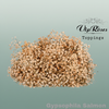 Gypsophila Dyed Salmon