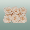 Rose Preserved Classic Champagne