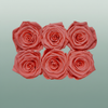 Rose Preserved Classic Pink Light