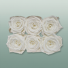 Rose Preserved Classic Ivory