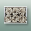 Rose Preserved Classic Sand