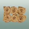 Rores Classic Apricot