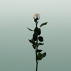 Rose Preserved Stem Rainbow Pastel