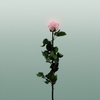 Rose Preserved Stem Pink Soft
