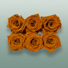 Rose Preserved Classic Orange Lime