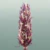 Festoen Festive Pink Mix