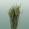 Dried Triticum (tarwe) Natural