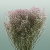 Dried Gyps Light Pink
