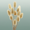 Dried Cardi Mini Bleached