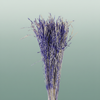 Dried Artz Rice Grass Matisse
