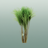 Dried Stipa Feather Apple Green