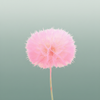 Pres Puste Flower Pink