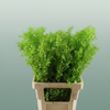 Pres Ruscus Lightgreen P Stem
