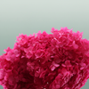 Pres Hydrangea Fuchsia