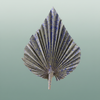 Dried Artz Palm Spear Xl Matisse