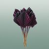 Dried Artz Palm Spear Rubens