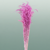 Dried Avena Salv Lilac
