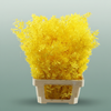 Pres Ruscus Yellow