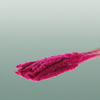 Dried Fluffy Pampas Dark Pink