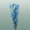Dried Lagurus L Blue