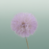 Pres Puste Flower Baby Satin Violet