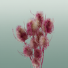 Dried Artz Cardistella Rafael