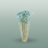 Dried Phalaris Frosted Licht Blauw