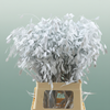 Dried Chasmantium White P Stem