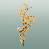 Dried Bougainvillea Salmon Bunch