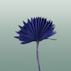 Dried Palm Sun Dark Blue