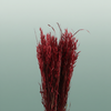 Dried Avena X5 Red