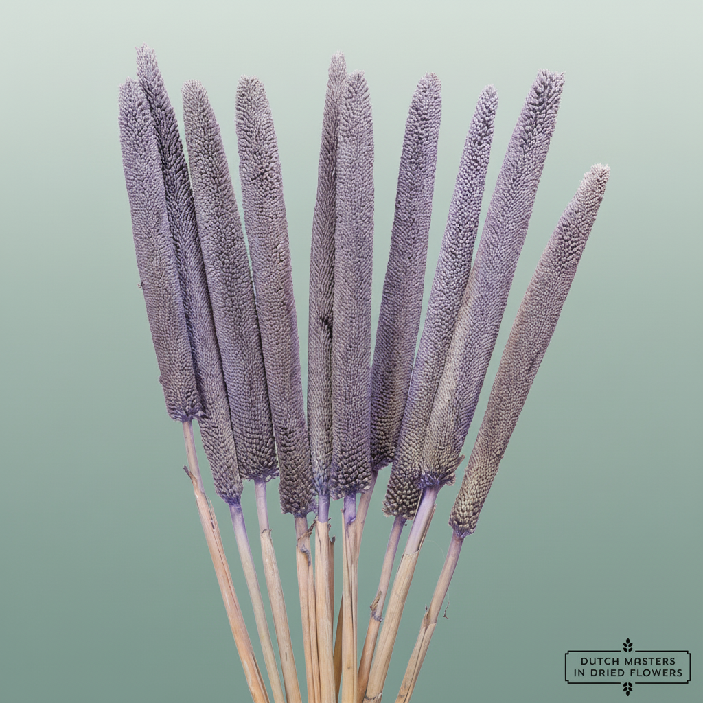 Dried Babala Milka