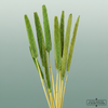 Dried Babala Light Green