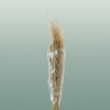 Dried Munni Grass Natural